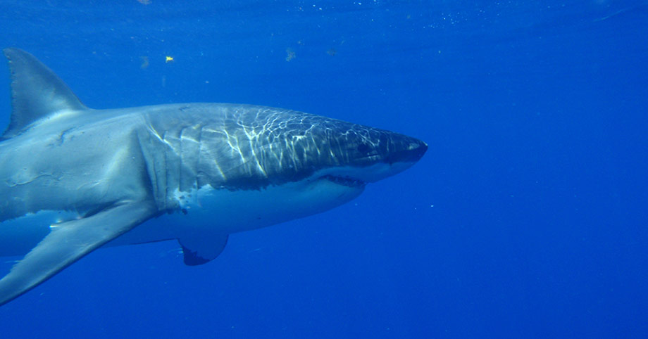 Great Whites 2010