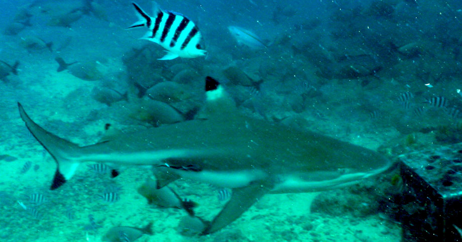 Fiji Shark Dive 2010